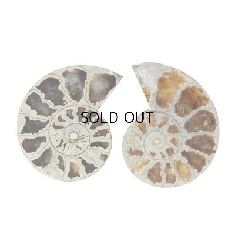 画像2: アンモナイト(Ａ)  20-22mm (2)