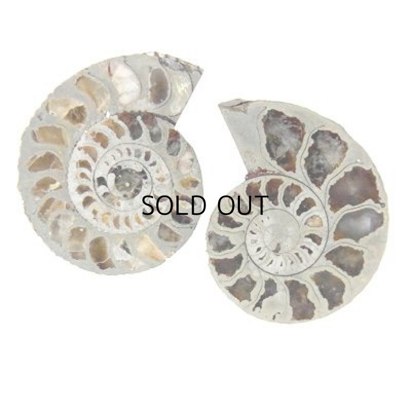 画像3: アンモナイト(Ａ)  20-22mm (3)