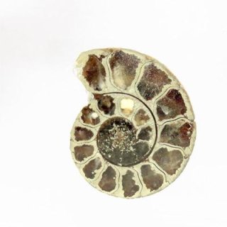アンモナイト　約32cm アンモナイト3個セット010｜恐竜・化石グッズの専門店 ふぉっしる