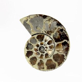 アンモナイト(A) 30-32mm - アサオ工芸オンライショップ