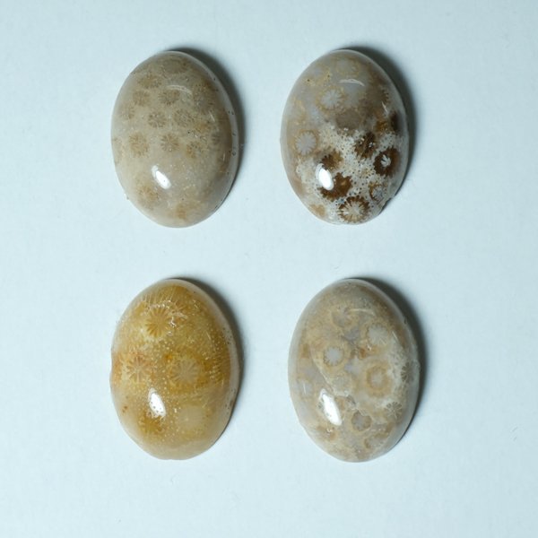 サンゴの化石 オーバルカボ 22X30mm - アサオ工芸オンライショップ