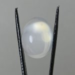 画像1: ムーンストーン オーバルカボ 13.8x18.2mm (1)