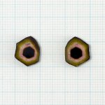 画像3: トルマリンバイカラー スライスカット 10x12mm (3)